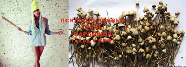 ГАЛЛЮЦИНОГЕННЫЕ ГРИБЫ Алексин